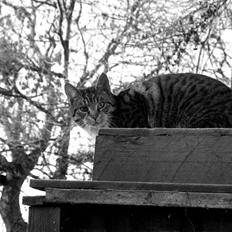 Huskat molly og malle