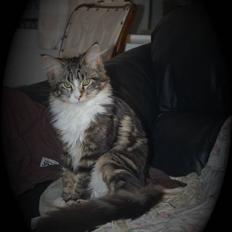 Maine Coon Bodil