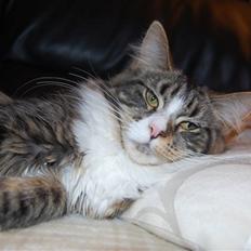 Maine Coon Bodil