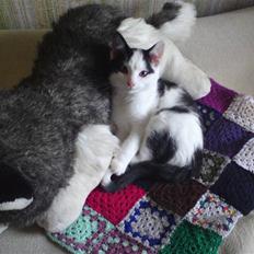 Huskat basse R.I.P oktober 2014