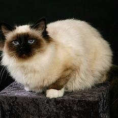 Hellig Birma DK.CHACOMI'S ARMANI.