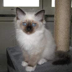 Hellig Birma DK.CHACOMI'S ARMANI.