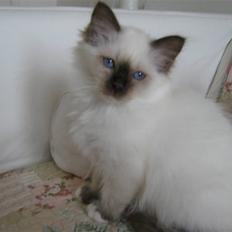 Hellig Birma DK.CHACOMI'S VICTORIA.