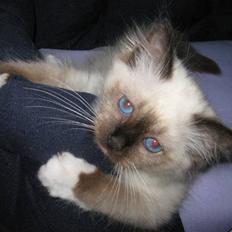 Hellig Birma DK.CHACOMI'S ARMANI.