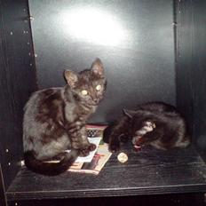 Huskat Iljana {Savnes}