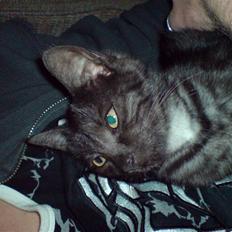 Huskat Iljana {Savnes}