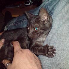 Huskat Iljana {Savnes}