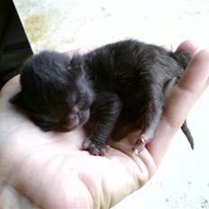Huskat Houdini R.I.P.