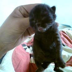 Huskat Houdini R.I.P.