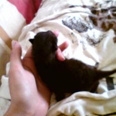 Huskat Houdini R.I.P.