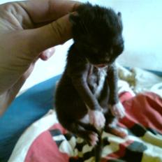 Huskat Evita R.I.P.