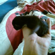 Huskat Evita R.I.P.