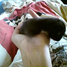 Huskat Evita R.I.P.