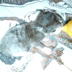 Huskat Kaizer R.I.P.