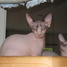 Sphynx lille t (toundra)