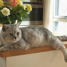 British Shorthair miky
