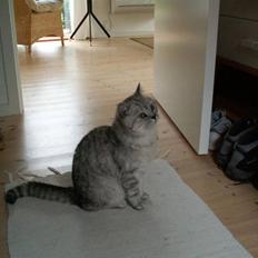 British Shorthair miky