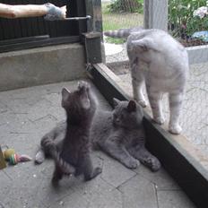 British Shorthair miky