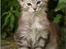 Maine Coon DK Proud Danish Jade