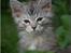 Maine Coon DK Proud Danish Jade