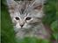 Maine Coon DK Proud Danish Jade