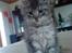 Maine Coon Sleipner/Koda