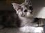 Maine Coon Nala
