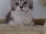 Maine Coon Nala