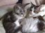 Maine Coon Nala - Putter med brormand Timon