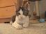 Maine Coon Timon - Hej jeg hedder Timon