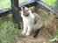 Maine Coon Timon