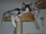 Maine Coon Timon - Min bror Pumba fylder da det hele
