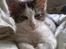 Maine Coon Timon