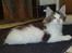 Maine Coon Timon