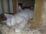 Maine Coon Pumba
