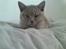 British Shorthair Wilfrida