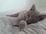 British Shorthair Wilfrida