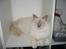 Hellig Birma Chiangmau Romeo  R.I.P