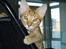 Ocicat Oci