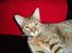Ocicat Oci