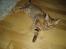 Ocicat Oci