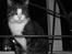 Huskat | 05 Garfield AKA Fede - "Altså, bliv nu færdig med de billeder.. Kan sku ikke forstå at nogen katte kan lide og blive taget billeder af? hmm...."