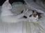 Maine Coon Pumba - 06.09.09. Min bror Timon er en rigtig god fodskammel