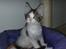 Maine Coon Timon - 06.09.09
