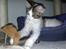 Maine Coon Timon