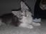 Maine Coon Nala - 05.09.09