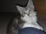 Maine Coon Nala
