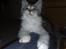 Maine Coon Nala - 06.09.09