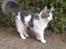 Maine Coon Bianca - Jeg er ved at være en stor pige nu :o) 04.09.09