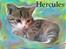 Huskat Hercules